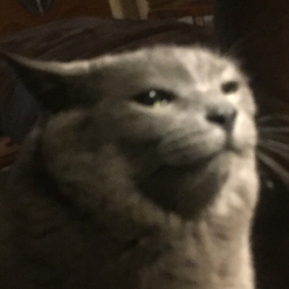 Meet your Posher, Amelia - Picture 1 of 1